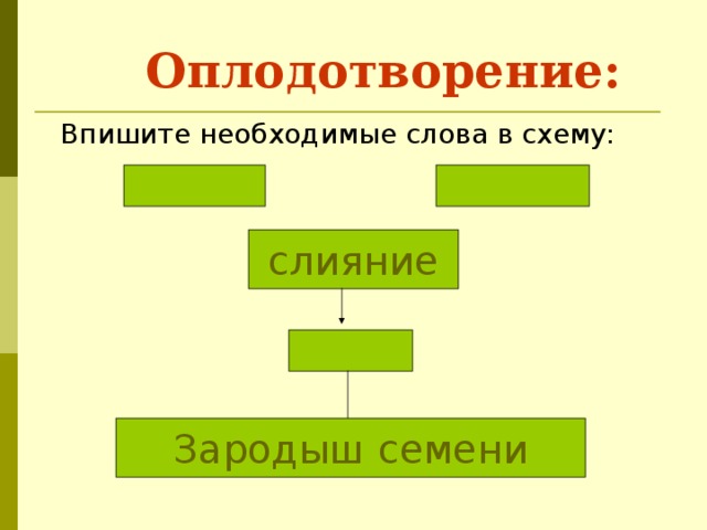 Оплодотворение: Впишите необходимые слова в схему: слияние Зародыш  семени 