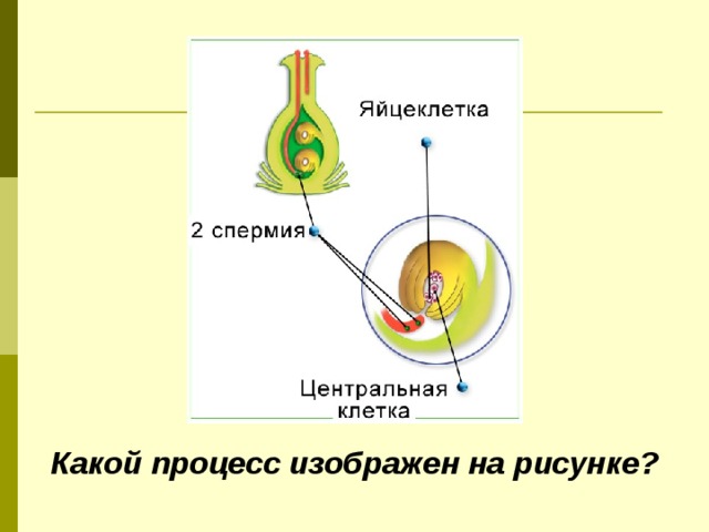 Какой процесс изображен на рисунке? 