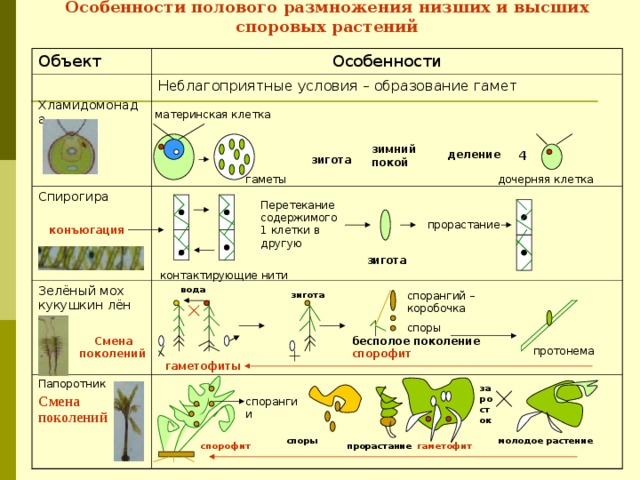 заросток Особенности полового размножения низших и высших споровых растений Объект Особенности Хламидомонада Неблагоприятные условия – образование гамет Спирогира Зелёный мох кукушкин лён Папоротник Смена поколений  материнская клетка зимний покой деление 4 зигота дочерняя клетка гаметы Перетекание содержимого1 клетки в другую прорастание конъюгация зигота контактирующие нити вода зигота спорангий – коробочка споры бесполое поколение спорофит  Смена поколений протонема гаметофиты спорангии споры молодое растение прорастание гаметофит спорофит 