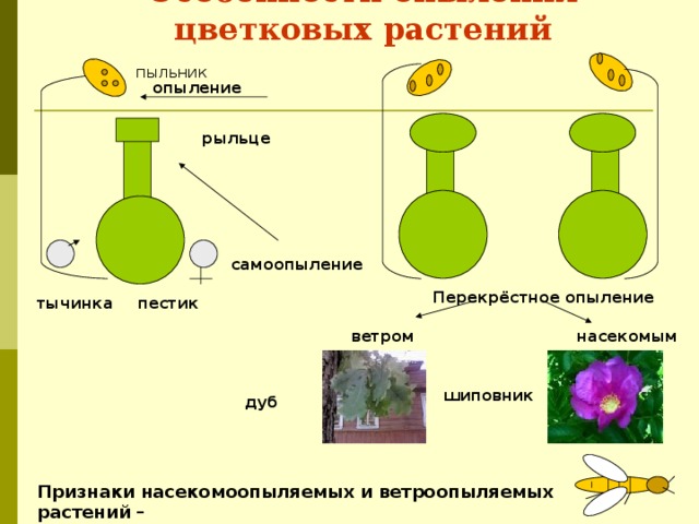 Особенности опыления цветковых растений пыльник опыление рыльце самоопыление Перекрёстное опыление пестик тычинка ветром насекомыми шиповник дуб Признаки насекомоопыляемых и ветроопыляемых растений – 
