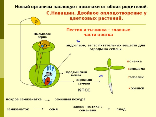 Новый организм наследует признаки от обоих родителей . С.Навашин. Двойное оплодотворение у цветковых растений. Пестик и тычинка – главные части цветка Пыльцевое зерно 3n эндосперм, запас питательных веществ для зародыша семени n п очечка с емядоли зародышевый мешок 2n 2n с тебелёк n зародыш семени к орешок КПСС семенная кожура покров семязачатка завязь пестика с семенами семя семязачаток плод 