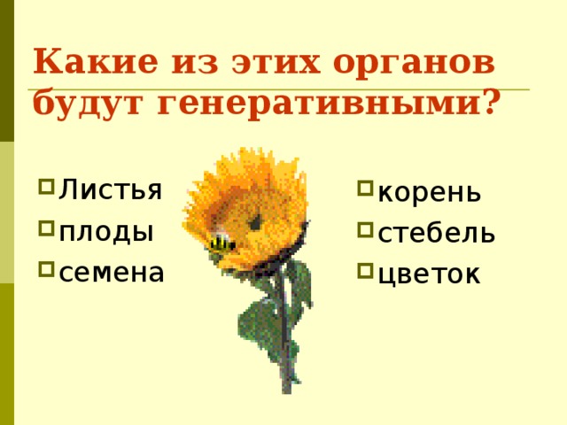 Какие из этих органов будут генеративными? Листья плоды семена  корень стебель цветок 