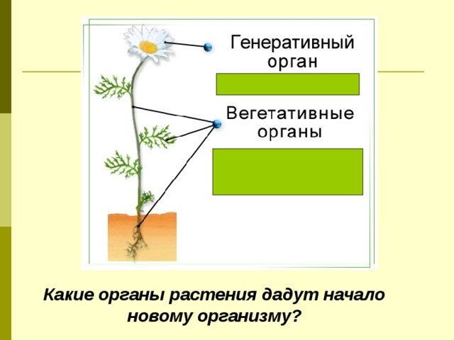 Какие органы растения дадут начало новому организму? 