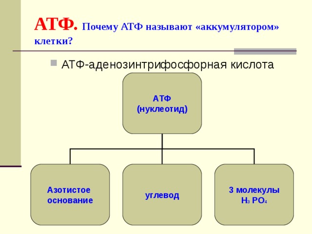 АТФ.  Почему АТФ называют «аккумулятором» клетки? АТФ-аденозинтрифосфорная кислота АТФ (нуклеотид) Азотистое основание углевод 3 молекулы H 3 PO 4  