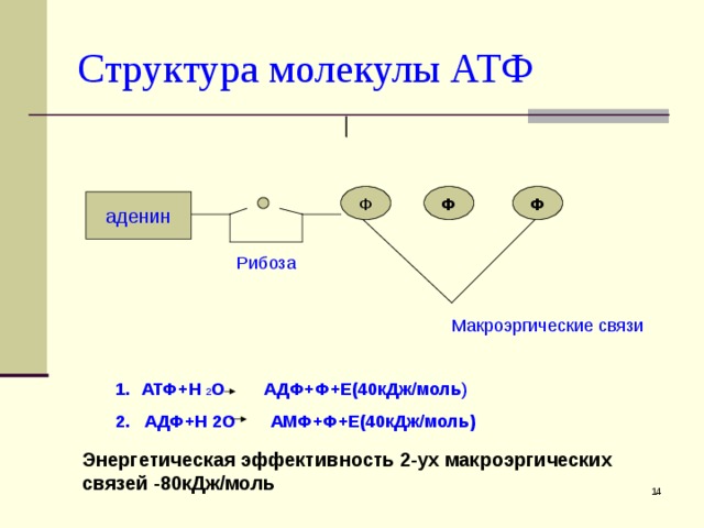 Структура молекулы АТФ Ф Ф Ф аденин Рибоза Макроэргические связи АТФ+Н 2 О АДФ+Ф+Е(40кДж/моль ) 2. АДФ+Н 2О АМФ+Ф+Е(40кДж/моль) Энергетическая эффективность 2-ух макроэргических связей -80кДж/моль  