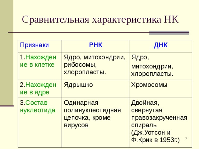 Сравнительная характеристика НК Признаки РНК 1. Нахождение в клетке ДНК Ядро, митохондрии, рибосомы, хлоропласты. 2. Нахождение в ядре Ядрышко Ядро, митохондрии, хлоропласты. 3. Состав нуклеотида Хромосомы Одинарная полинуклеотидная цепочка, кроме вирусов Двойная, свернутая правозакрученная спираль (Дж.Уотсон и Ф.Крик в 1953г.)  