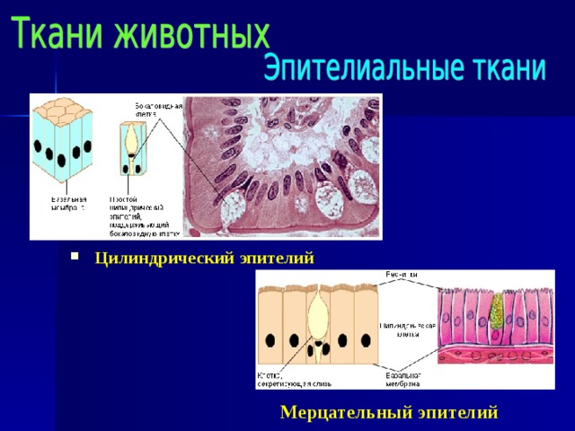 Цилиндрический эпителий Мерцательный эпителий 