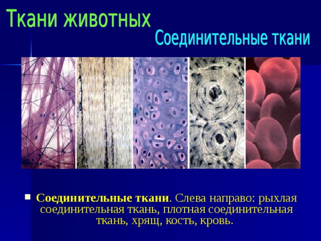 Соединительные ткани . Слева направо: рыхлая соединительная ткань, плотная соединительная ткань, хрящ, кость, кровь. 