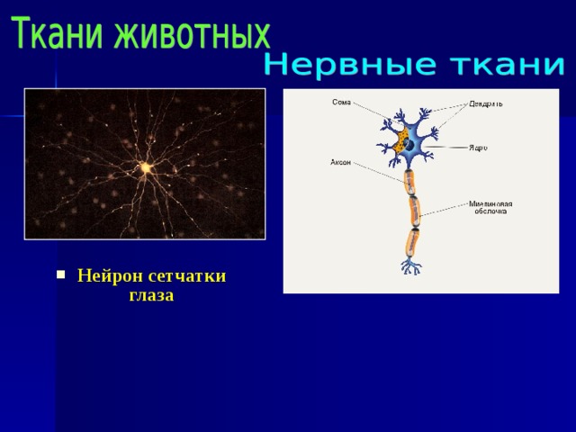 Нейрон сетчатки глаза 