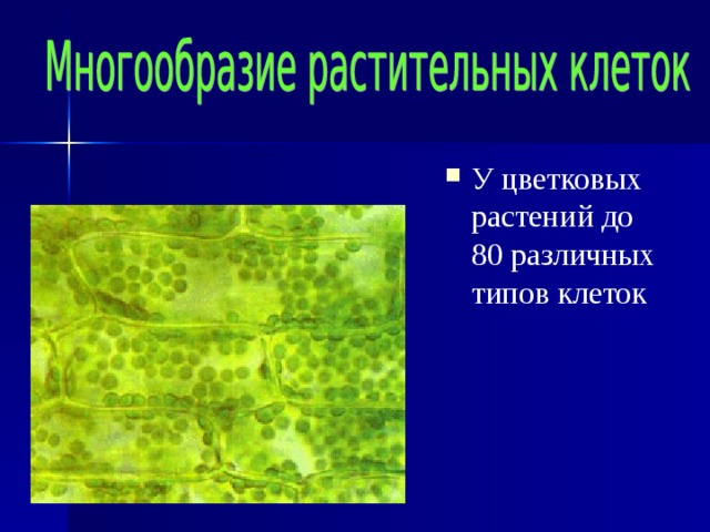 У цветковых растений до 80 различных типов клеток 