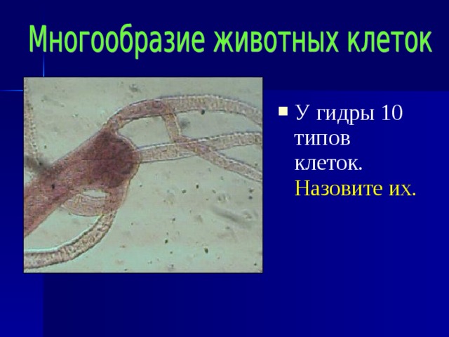 У гидры 10 типов клеток. Назовите их.  
