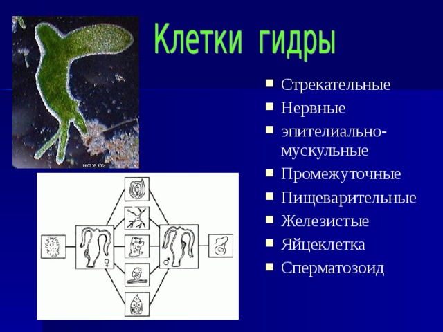 Стрекательные Нервные эпителиально-мускульные Промежуточные Пищеварительные Железистые Яйцеклетка Сперматозоид      