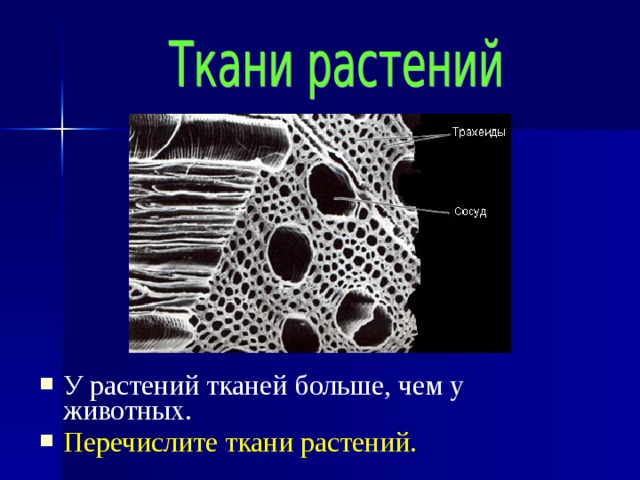 У растений тканей больше, чем у животных. Перечислите ткани растений. 