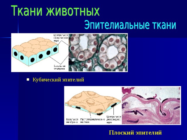 Кубический эпителий Плоский эпителий 