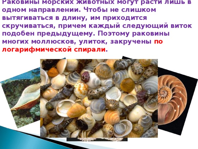 Раковины морских животных могут расти лишь в одном направлении. Чтобы не слишком вытягиваться в длину, им приходится скручиваться, причем каждый следующий виток подобен предыдущему. Поэтому раковины многих моллюсков, улиток, закручены по логарифмической спирали . 