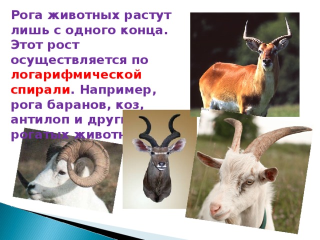 Рога животных растут лишь с одного конца. Этот рост осуществляется по логарифмической спирали . Например, рога баранов, коз, антилоп и других рогатых животных. 
