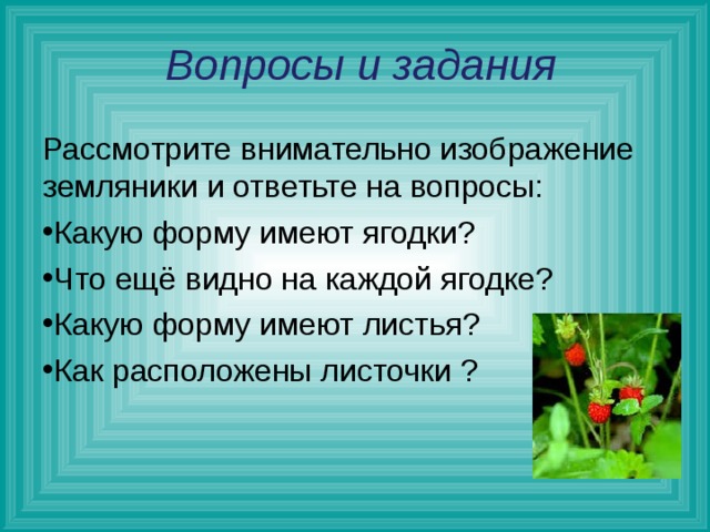  Вопросы и задания Рассмотрите внимательно изображение земляники и ответьте на вопросы: Какую форму имеют ягодки? Что ещё видно на каждой ягодке? Какую форму имеют листья? Как расположены листочки ?   