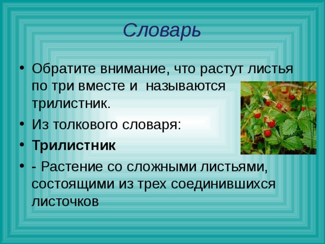  Словарь Обратите внимание, что растут листья по три вместе и называются трилистник. Из толкового словаря: Трилистник - Растение со сложными листьями, состоящими из трех соединившихся листочков  