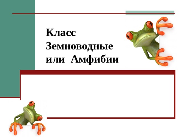  Класс  Земноводные  или Амфибии  