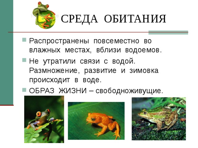 СРЕДА ОБИТАНИЯ Распространены повсеместно во влажных местах, вблизи водоемов. Не утратили связи с водой. Размножение, развитие и зимовка происходит в воде. ОБРАЗ ЖИЗНИ – свободноживущие. 