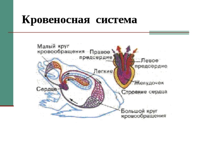 Кровеносная система  