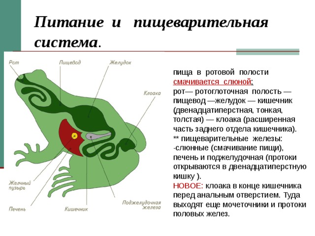 Питание и пищеварительная система . пища в ротовой полости смачивается слюной ; рот— ротоглоточная полость — пищевод —желудок — кишечник (двенадцатиперстная, тонкая, толстая) — клоака (расширенная часть заднего отдела кишечника). ** пищеварительные железы: -слюнные (смачивание пищи), печень и поджелудочная (протоки открываются в двенадцатиперстную кишку ). НОВОЕ: клоака в конце кишечника перед анальным отверстием. Туда выходят еще мочеточники и протоки половых желез. 