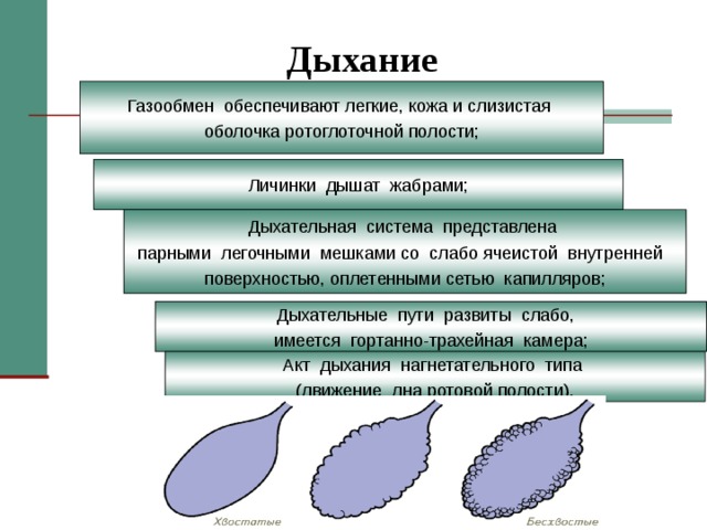 Дыхание Газообмен обеспечивают легкие, кожа и слизистая оболочка ротоглоточной полости; Личинки дышат жабрами; Дыхательная система представлена парными легочными мешками со слабо ячеистой внутренней поверхностью, оплетенными сетью капилляров; Дыхательные пути развиты слабо, имеется гортанно-трахейная камера; Акт дыхания нагнетательного типа (движение дна ротовой полости). 