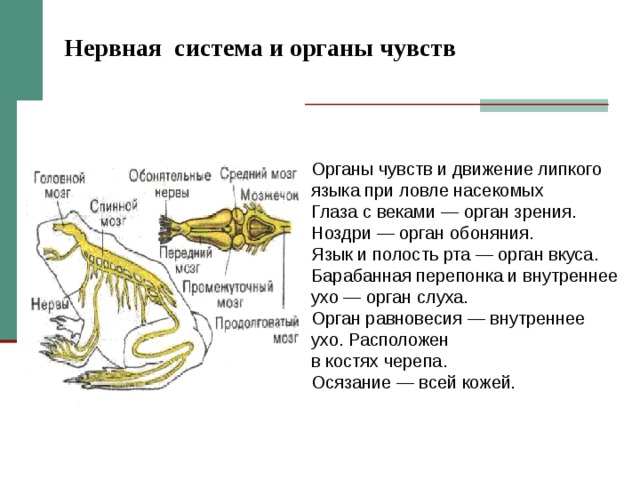 Нервная система и органы чувств Органы чувств и движение липкого языка при ловле насекомых Глаза с веками — орган зрения.  Ноздри — орган обоняния.  Язык и полость рта — орган вкуса.  Барабанная перепонка и внутреннее ухо — орган слуха.  Орган равновесия — внутреннее ухо. Расположен  в костях черепа.  Осязание — всей кожей . 