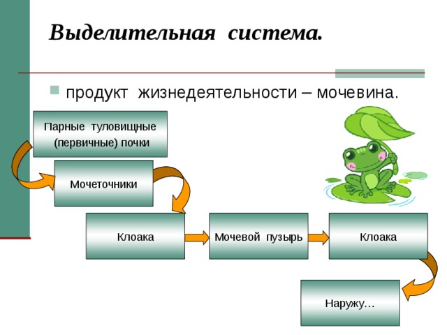 Выделительная система.   продукт жизнедеятельности – мочевина. Парные туловищные  (первичные) почки Мочеточники Клоака Мочевой пузырь Клоака Наружу… 