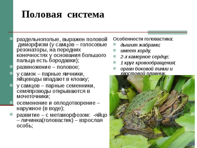 Половая система    раздельнополые, выражен половой диморфизм (у самцов – голосовые резонаторы, на передних конечностях у основания большого пальца есть бородавки); размножение – половое; у самок – парные яичники, яйцеводы впадают в клоаку; у самцов – парные семенники, семяпроводы открываются в мочеточники; осеменение и оплодотворение – наружное (в воде); развитие – с метаморфозом: -яйцо – личинка(головастик) – взрослая особь;  Особенности головастика: дышит жабрами; имеет хорду, 2-х камерное сердце; 1 круг кровообращения; орган боковой линии и хвостовой плавник .  