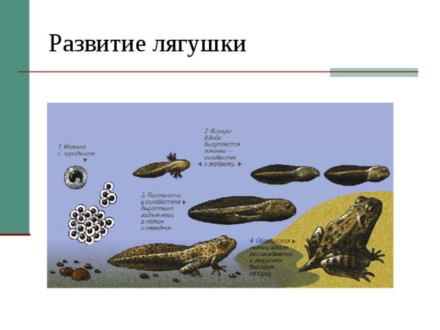 Развитие лягушки 