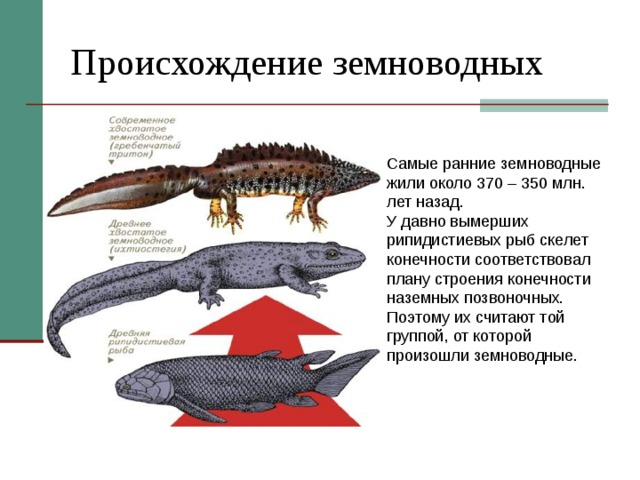 Происхождение земноводных Самые ранние земноводные жили около 370 – 350 млн. лет назад. У давно вымерших рипидистиевых рыб скелет конечности соответствовал плану строения конечности наземных позвоночных. Поэтому их считают той группой, от которой произошли земноводные. 