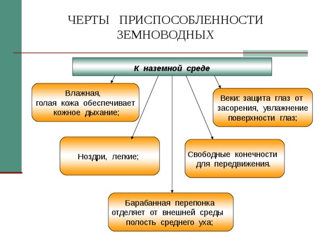 ЧЕРТЫ ПРИСПОСОБЛЕННОСТИ ЗЕМНОВОДНЫХ  К наземной среде  Влажная, голая кожа обеспечивает  кожное дыхание; Веки: защита глаз от  засорения, увлажнение  поверхности глаз; Ноздри, легкие; Свободные конечности для передвижения. Барабанная перепонка отделяет от внешней среды полость среднего уха; 
