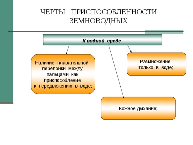 ЧЕРТЫ ПРИСПОСОБЛЕННОСТИ ЗЕМНОВОДНЫХ  К водной среде  Размножение только в воде; Наличие плавательной перепонки между  пальцами как приспособление  к передвижению в воде; Кожное дыхание; 