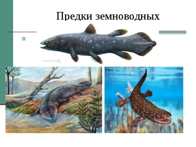 Предки земноводных Стегоцефал Ихтиостеги 
