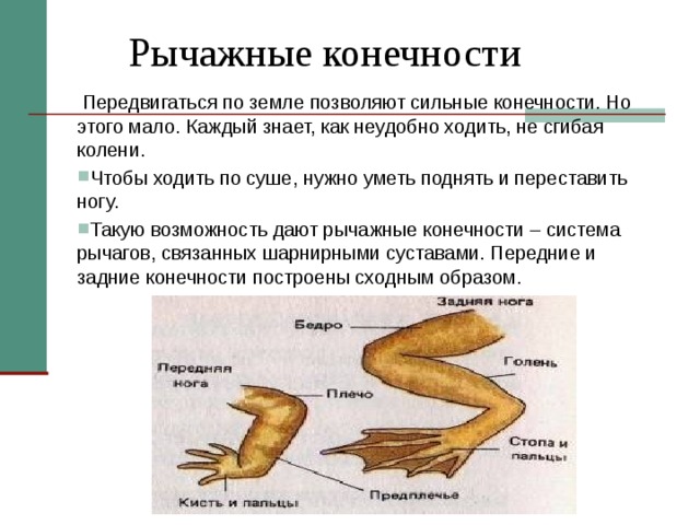  Рычажные конечности  Передвигаться по земле позволяют сильные конечности. Но этого мало. Каждый знает, как неудобно ходить, не сгибая колени. Чтобы ходить по суше, нужно уметь поднять и переставить ногу. Такую возможность дают рычажные конечности – система рычагов, связанных шарнирными суставами. Передние и задние конечности построены сходным образом.  