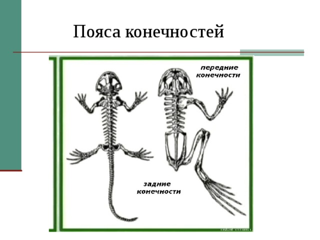  Пояса конечностей 