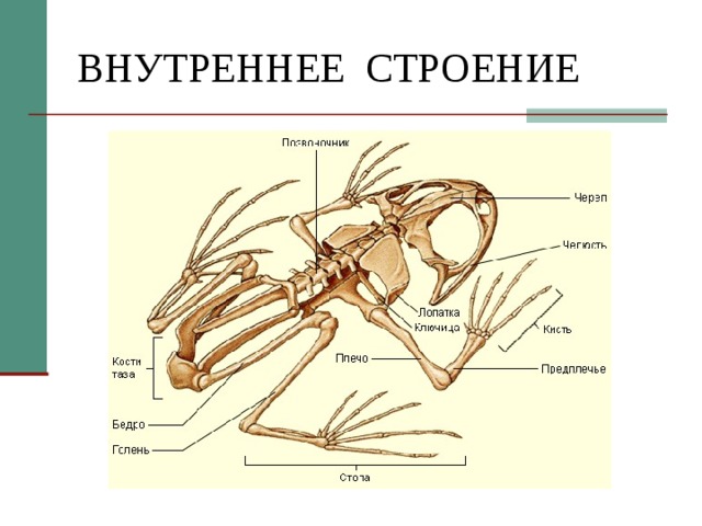 ВНУТРЕННЕЕ СТРОЕНИЕ 