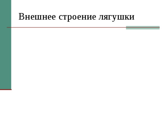 Внешнее строение лягушки 