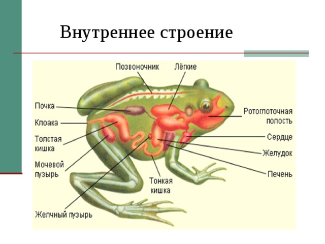  Внутреннее строение 