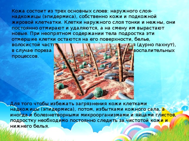 Кожа состоит из трех основных слоев: наружного слоя-надкожицы (эпидермиса), собственно кожи и подкожной жировой клетчатки. Клетки наружного слоя тонки и нежны, они постоянно отмирают и удаляются, а на смену им вырастают новые. При неопрятном содержании тела подростка эти отмершие клетки остаются на его поверхности, белье, волосистой части головы (перхоть), разлагаются (дурно пахнут), в случае пореза кожи способствуют появлению воспалительных процессов. Для того чтобы избежать загрязнения кожи клетками надкожицы (эпидермиса), потом, избытками кожного сала, а иногда и болезнетворными микроорганизмами и яйцами глистов, подростку необходимо постоянно следить за чистотой кожи и нижнего белья. 