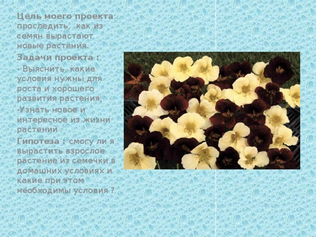 Цель моего проекта : проследить,  как из семян вырастают новые растения. Задачи проекта : - Выяснить, какие условия нужны для роста и хорошего развития растения; -Узнать новое и интересное из жизни растений . Гипотеза : смогу ли я вырастить взрослое растение из семечки в домашних условиях и какие при этом необходимы условия ? 
