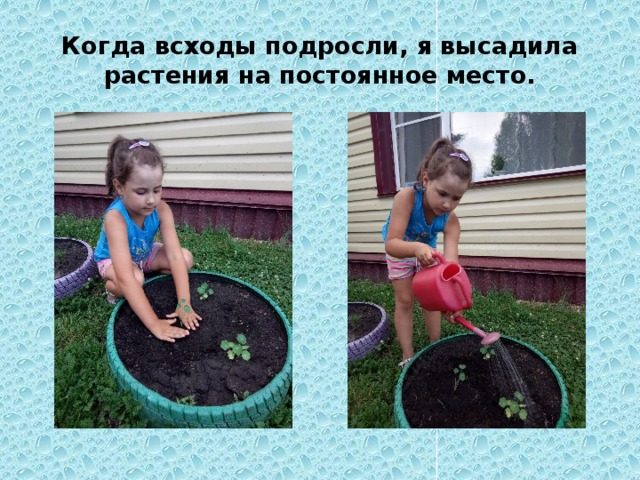 Когда всходы подросли, я высадила растения на постоянное место. 