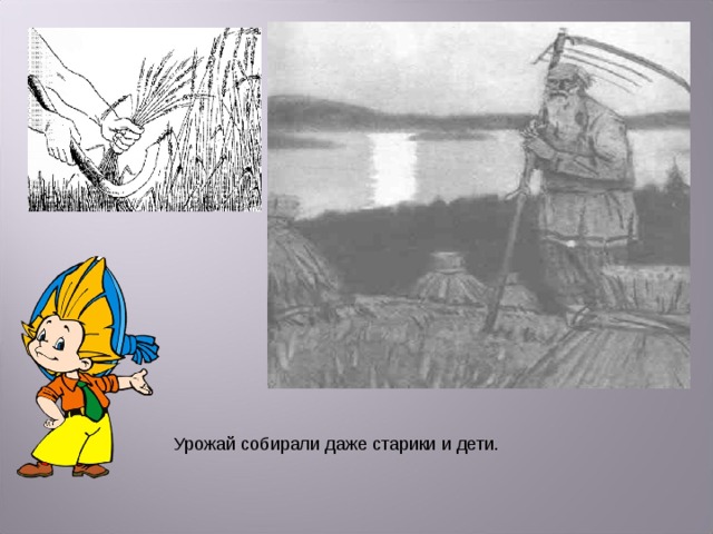 Урожай собирали даже старики и дети. 