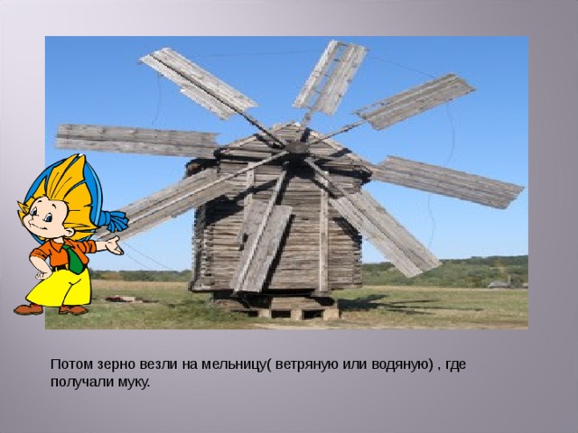 Потом зерно везли на мельницу( ветряную или водяную) , где получали муку. 