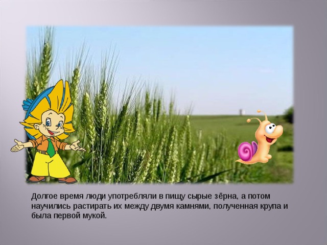 Долгое время люди употребляли в пищу сырые зёрна, а потом научились растирать их между двумя камнями, полученная крупа и была первой мукой. 