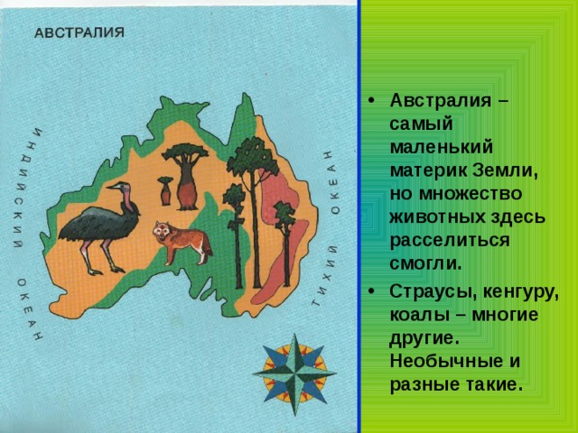 Австралия – самый маленький материк Земли, но множество животных здесь расселиться смогли. Страусы, кенгуру, коалы – многие другие. Необычные и разные такие.  