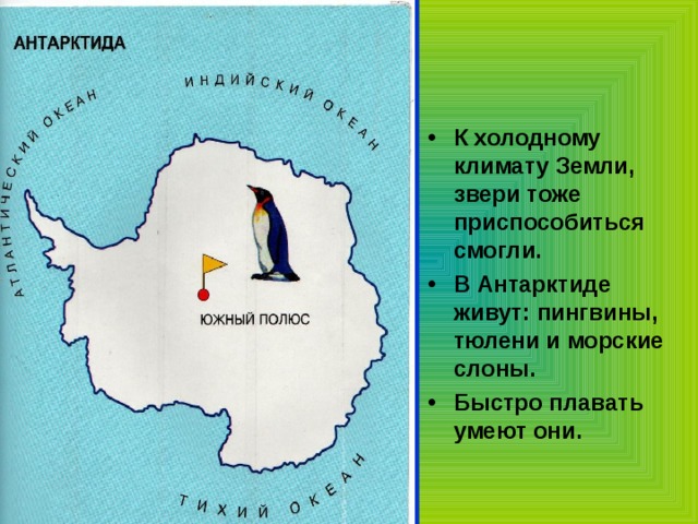 К холодному климату Земли, звери тоже приспособиться смогли. В Антарктиде живут: пингвины, тюлени и морские слоны. Быстро плавать умеют они.  