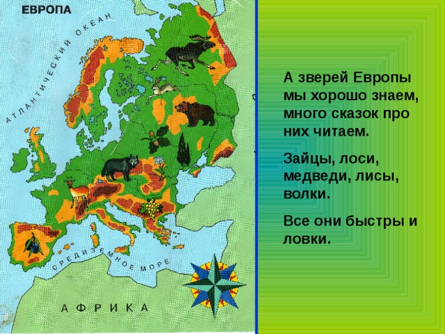 А зверей Европы мы хорошо знаем, много сказок про них читаем. Зайцы, лоси, медведи, лисы, волки. Все они быстры и ловки. 