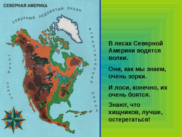 В лесах Северной Америки водятся волки. Они, как мы знаем, очень зорки. И лоси, конечно, их очень боятся. Знают, что хищников, лучше, остерегаться! 